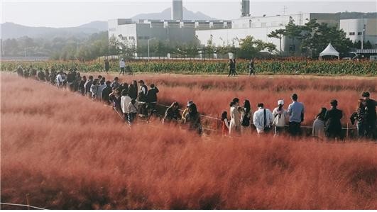 핑크뮬리.jpg