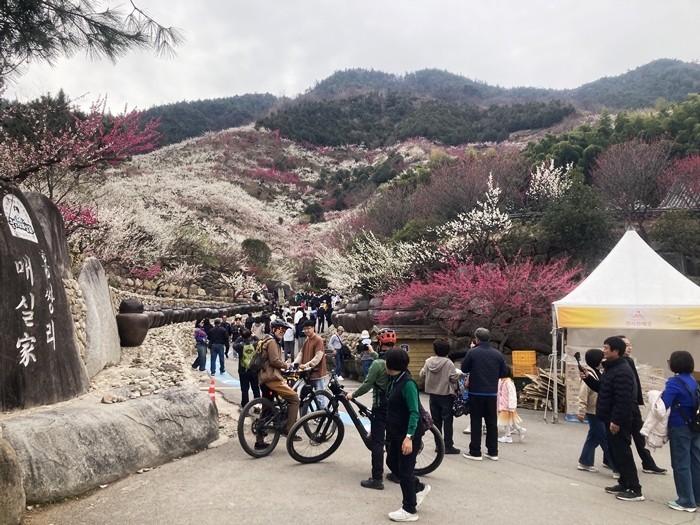 [포토] '전남 광양매화축제장'…하루 방문객이 13만 명 돌파