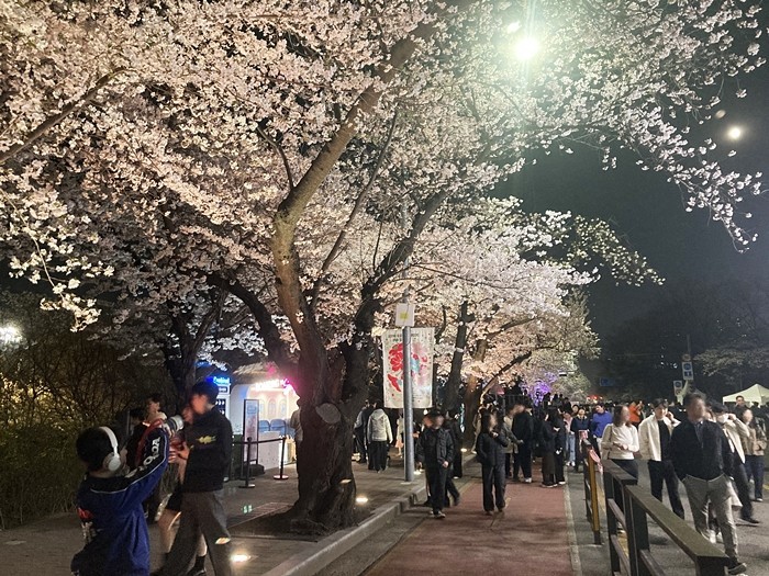 [포토] 여의도는 분홍색 벚꽃 물결…'여의도 봄꽃축제' 진행